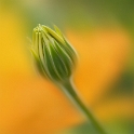 4711 Blume D34_0794-1 Kopie